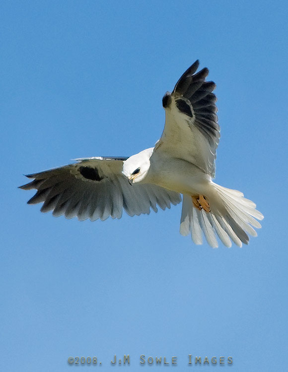 CentralCali_43.jpg - A White-tailed Kite hovering over a potential meal at the Elkhorn Slough National Reserve (near Monterey, CA).