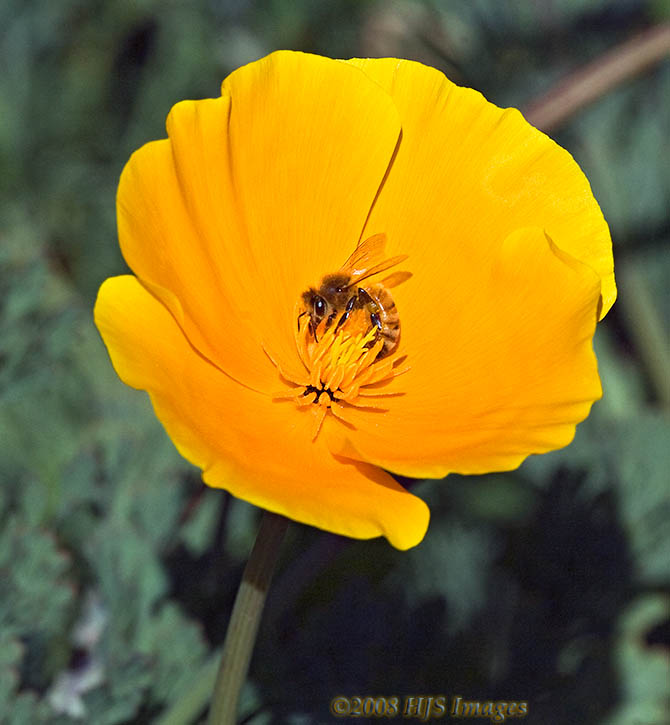 CentralCali_44.jpg - Flower with bee