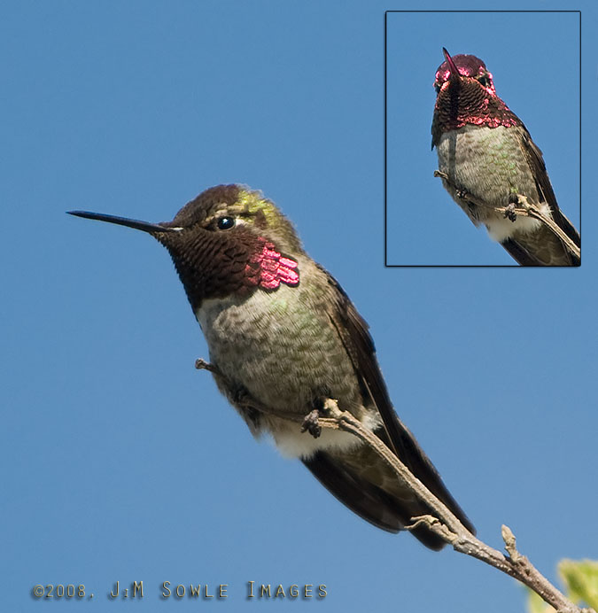 CentralCali_45.jpg - An Anna's Hummingbird we saw just as we were leaving the Elkhorn Slough Reserve. The inset image shows how the head and neck feathers become bright pinkish red when viewed head-on.
