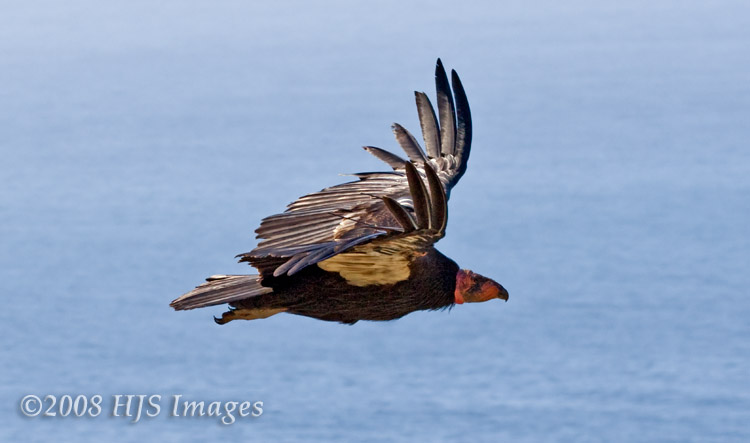 CentralCali_52.jpg - This is a California Condor, in flight.  This is a nice shot because the number tags are hidden from view.  :-)