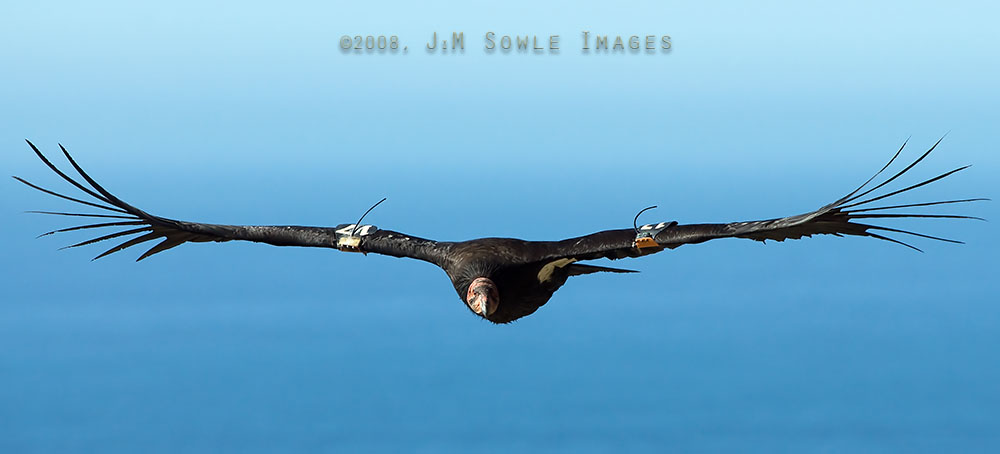 CentralCali_54.jpg - This California Condor flew past us at eye level while we were taking a break at one of the pullouts along the beautiful Pacific Coast Highway.