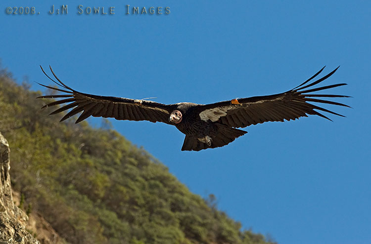 CentralCali_55.jpg - The California Condor has the largest wingspan of any bird in North America -- up to 9 1/2 feet.  Sadly, it is also the most endagered bird in North America.  All released Condors bear number tags and GPS transmitters on their wings.
