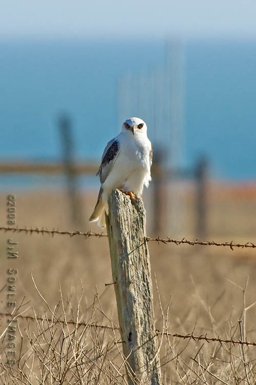 CentralCali_57.jpg - A White-tailed Kite posing in the afternoon sun.  We spotted it as we were driving down the Pacific coast highway in southern Big Sur.