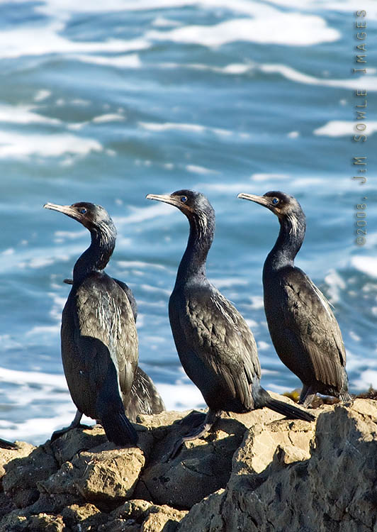 CentralCali_59.jpg - Brandt's Cormorant, in numbers 3.  They all look for something.  What could it be?
(Piedras Blancas)