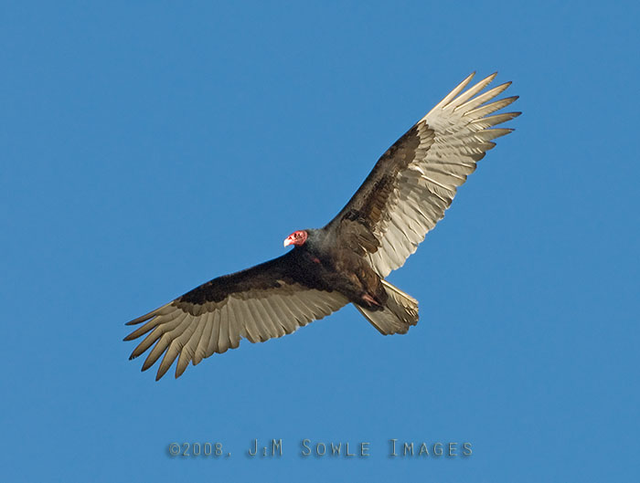 CentralCali_60.jpg - Just yer friendly neighboorhood Turkey Vulture, cruising over Piedras Blancas.  It's a little know fact: The featherless head is a special adaptation that allows it to stick its head up into the body cavity of a dead animal without getting blood and tissue on its feathers. Anything that gets stuck to its bald head dries up and flakes off. If it had feathers on its head, it would not be able to reach the feathers to preen them and remove the gunk.