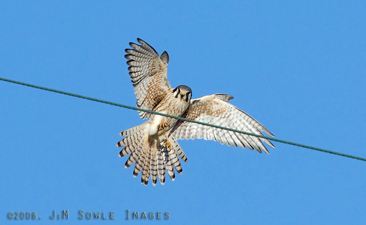 CentralCali_62.jpg - An American Kestrel (female) flying up to a power line so that it can snack on the large grasshopper that it has in it's right talon.  San Simeon, near Hearst Castle.