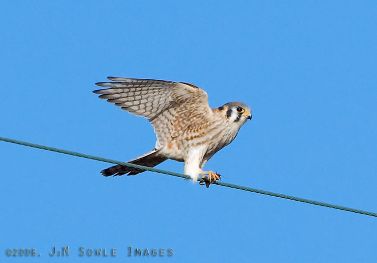 CentralCali_62A.jpg - And yes, she can balance on a wire using one talon while eating the grasshopper from the other talon.  That's balance!