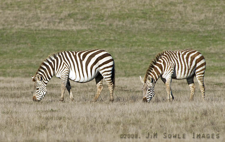 CentralCali_63.jpg - Zebras grazing in the open pastures of Hearst Castle. The lead zebra is either really well fed, or getting ready to foal.