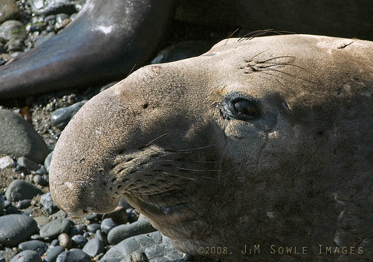 CentralCali_64.jpg - A close-up of a young male Elephant Seal at the Piedras Blancas rookery.