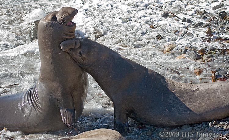 CentralCali_65.jpg - Two young male elephant seals fighting, Piedras Blancas, CA.  1 minute before this they were laying next to each other on the beach, then one rolled over and started attacking the other.