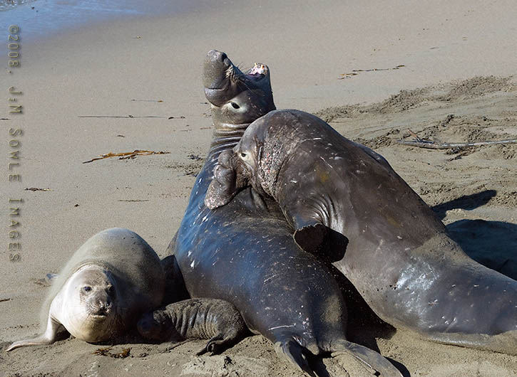 CentralCali_66.jpg - There is always some form of drama at the Elephant Seal rookery.  From life to death, and everything in between.  This male will eventually flee into the water, but not until it receives a few impressive bites!  Piedras Blancas, southern Big Sur.