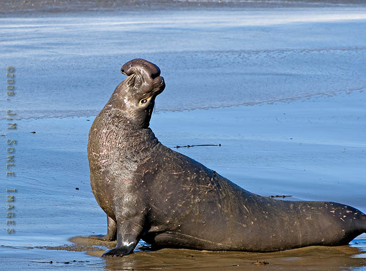 CentralCali_67.jpg - Bull Elephant Seal adopting the I-AM-THE-KING-OF-THE-BEACH pose.  The Piedras Blancas rookery in southern Big Sur.