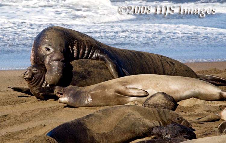 CentralCali_68.jpg - This is not love-elephant seal style.  A bull male is displaying dominance to an older seal pup.