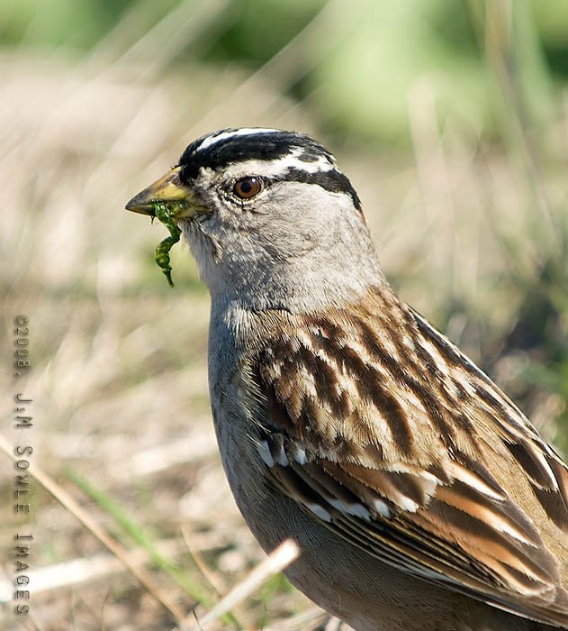 CentralCali_70.jpg - This friendly little White-crowned Sparrow is trying the seaweed salad for lunch (an excellent choice, sir). This shot was taken in the field behind the Piedras Blancas Elephant Seal rookery. The field is teaming with life: hares, ground squirrels, song birds.  Oh, and raptors -- feeding on all of the above.