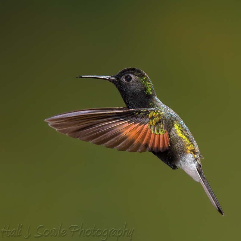 CostaRica_100.JPG - Male Black Bellied Hummingbird.  Another one of the gorgeous tiny hummingbirds that we photographed with Greg Basco's help.