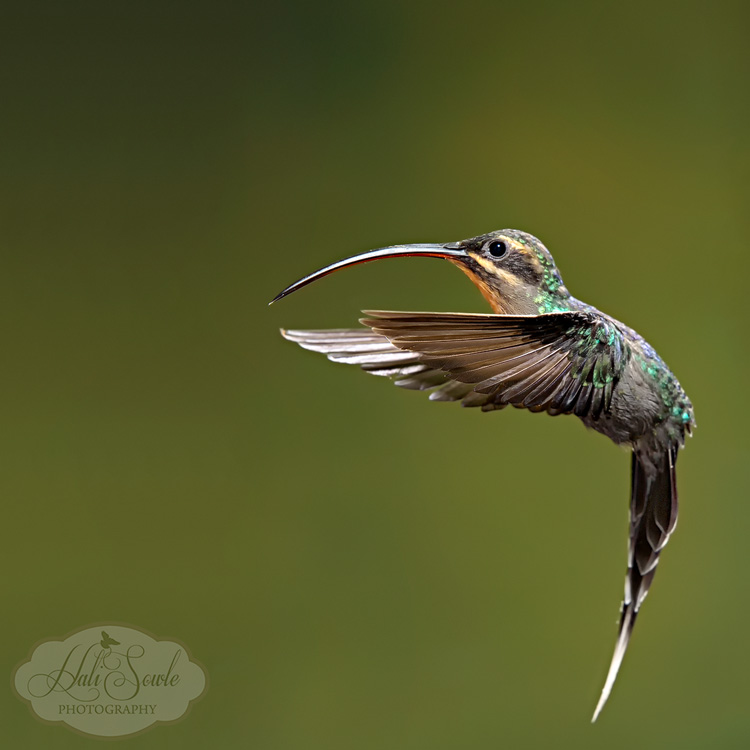 CostaRica_101.JPG - Female Green Hermit Hummingbird.  Another one of the gorgeous hummingbirds that we photographed with Greg Basco's help.
