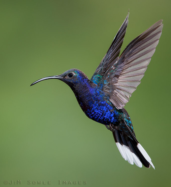 CostaRica_102.JPG - Violet Sabrewing.  Can you see the small strand of spider silk running from the crown to the beak?