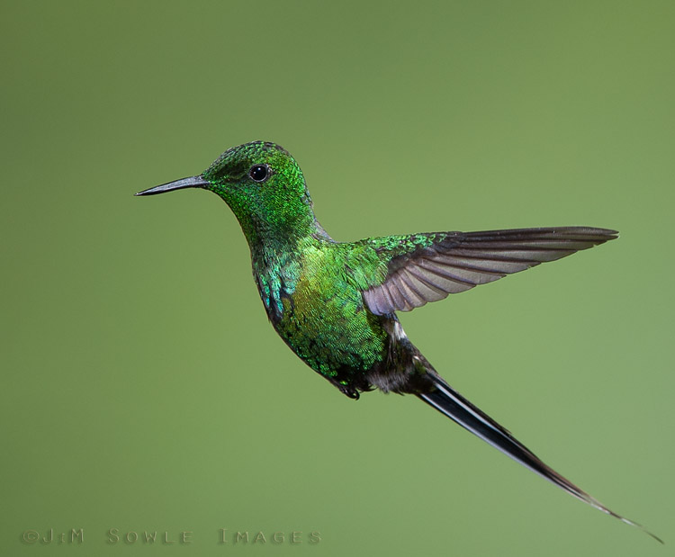 CostaRica_103.JPG - A male Green Thorntail.