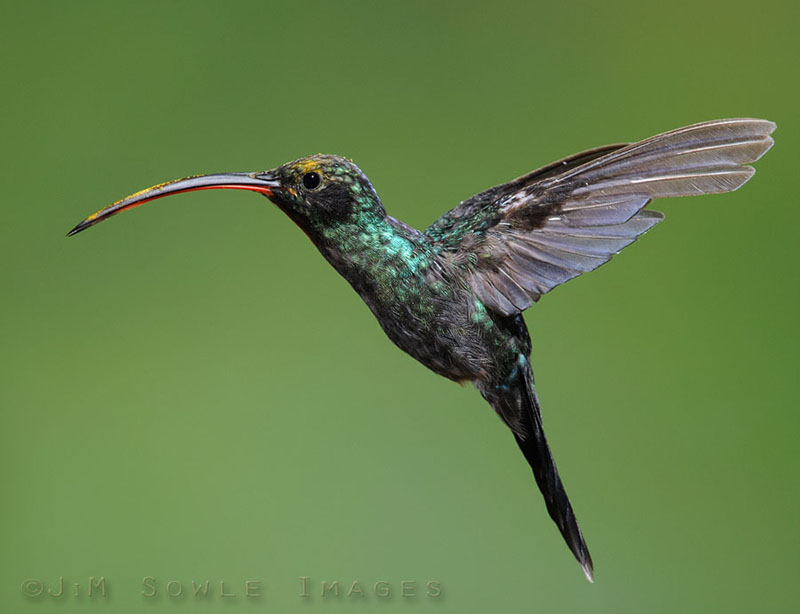 CostaRica_104.JPG - A male Green Hermit (liberally sprinkled with pollen).