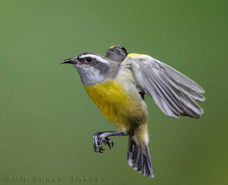 CostaRica_105.JPG - Greg's lighting set-up was intended to capture images of hummingbirds, but that didn't keep out this curious Bananaquit!