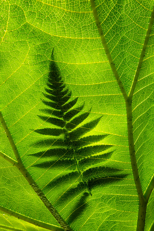 CostaRica_106.JPG - Fern leaf as seen through the much larger Gunnera (or poor man's umbrella) leaf.