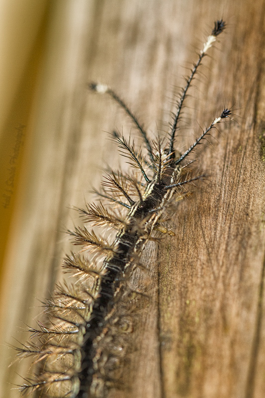 CostaRica_111.JPG - Unlike most of the caterpillars here in the US many of those in Costa Rica are poisonous.  Mike had one of these crawling up his pant leg and inadvertently brushed his arm against it.  An unpleasant experience!