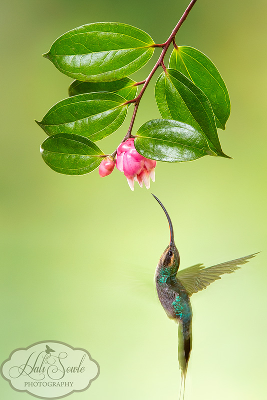 CostaRica_113.JPG - Female Green Hermit Hummingbird.  Another beautiful hummingbird we were able to capture with the help of Greg Basco.