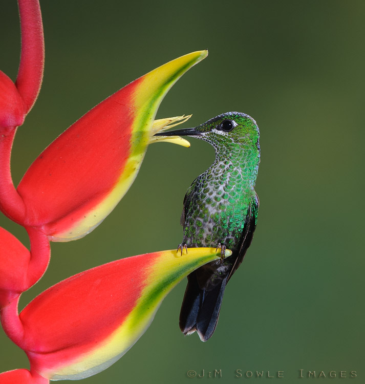 CostaRica_114.JPG - Why fly when you can perch?  This Green-crowned Brilliant hummingbird knows how to conserve her energy!