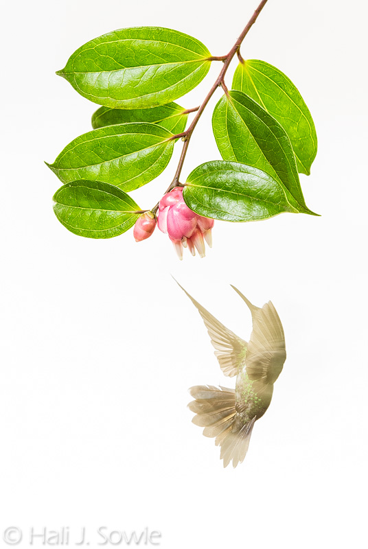 CostaRica_115.JPG - A little artsy blur of a hummingbird.