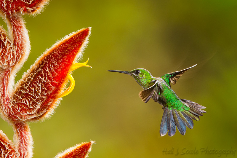 CostaRica_116.JPG - Green Crowned Brilliant Hummingbird approaching a Heliconia vellerigera for a sip of nectar