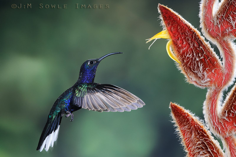 CostaRica_118.JPG - Mike's shot of a Violet Sabrewing.