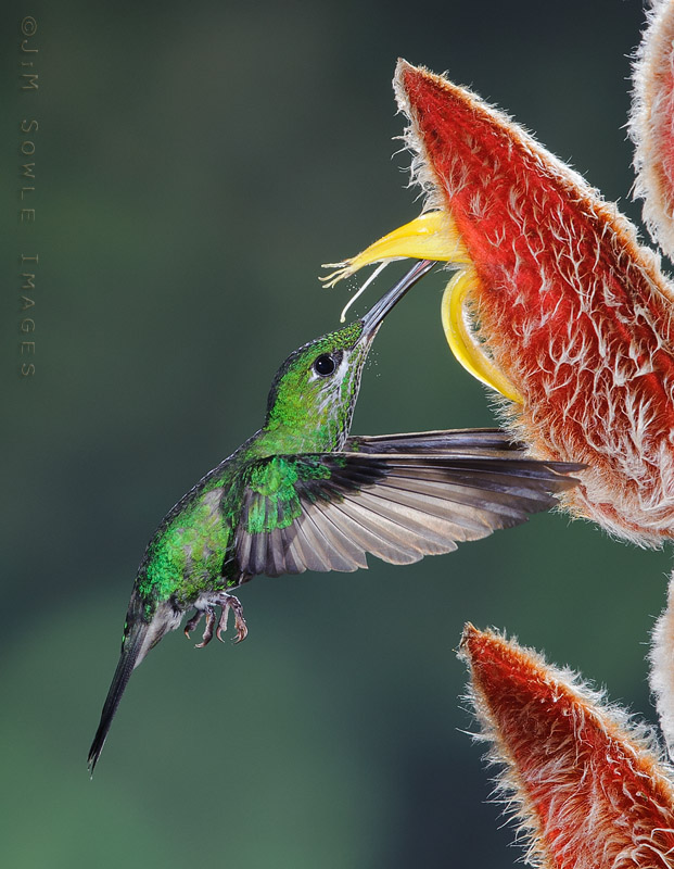 CostaRica_119.JPG - Some of these pictures show pollen on the hummingbird's head or bill.   Now you can see how it gets there!  Look closely at this image and you can see the pollen raining on this little gal.  Female Green-crowned Brilliant.