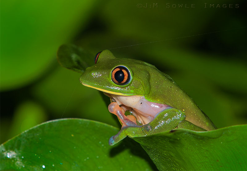 CostaRica_12.JPG - As this Yellow-eyed Leaf Frog climbed up this leaf, it displaced a thin strand of a spider's web.  If you look closely, you can see the thread of it over the frog's right eye.  This is a night shot with flashlights and flash.