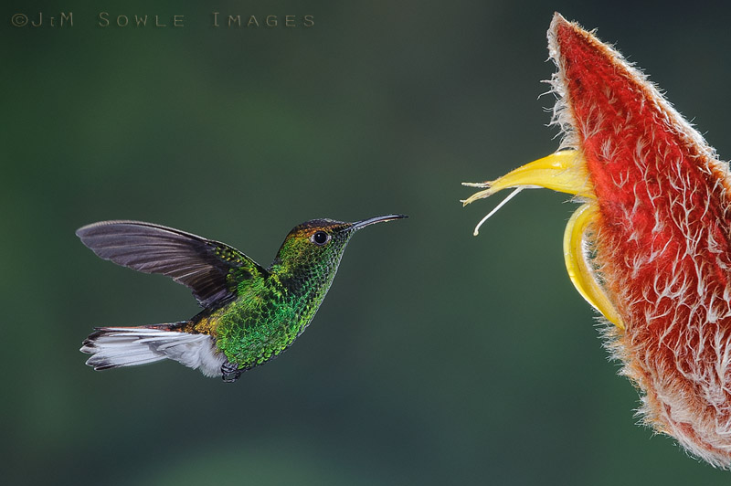 CostaRica_120.JPG - Coppery-headed Emerald hummingbird (male).