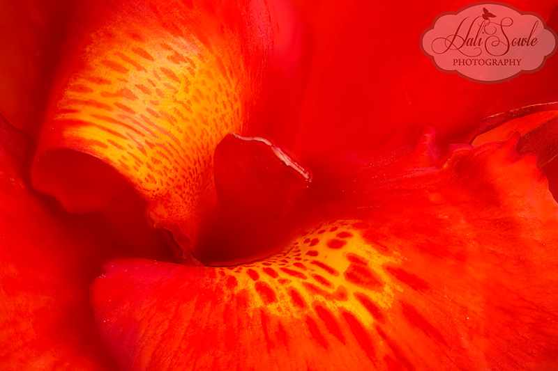 CostaRica_122.JPG - Inside the petals of a flower.