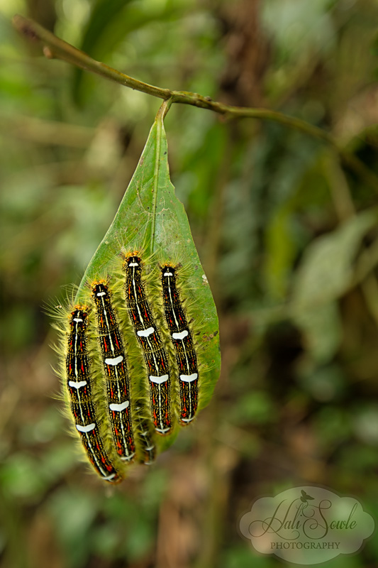 CostaRica_123.JPG - On a walk through the lush grounds of the cloud forest at Bosque De Paz I saw these 5 caterpillars all lined up on this leaf as if at the start of some race.