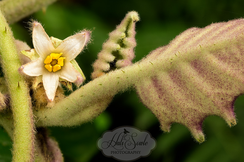 CostaRica_124.JPG - Small floret on a fuzzy plant.