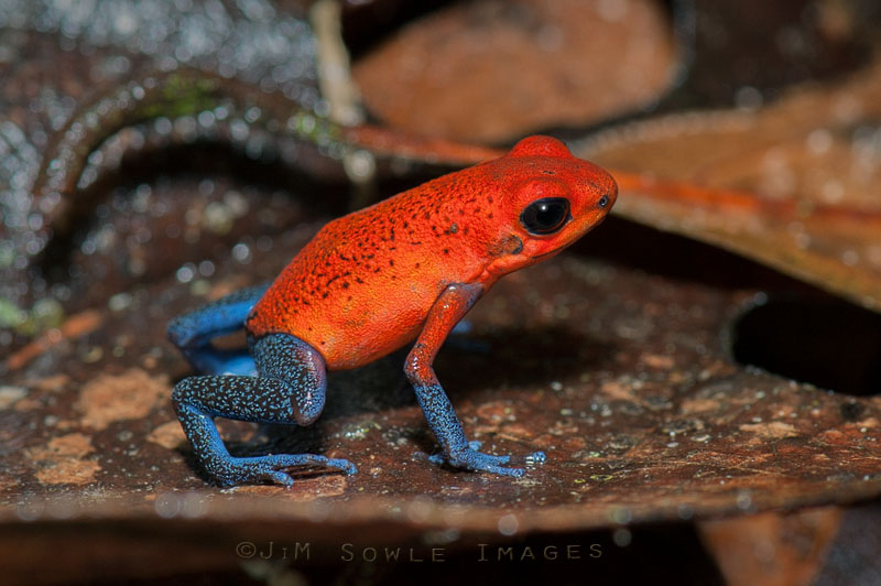CostaRica_13.JPG - According to Wikipedia, the Blue Jeans Poison-Dart Frog is a color morph of the Strawberry Poison-Dart Frog.  These tiny frogs are less than an inch in length, and they are rather timid.  This is the start of images from Selva Verde (the lowlands rainforest).