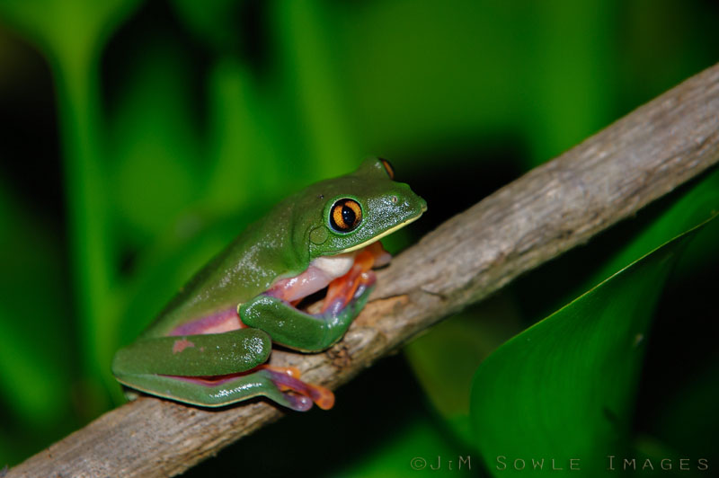 CostaRica_132.JPG - One of the highly endangered Yellow-eyed Leaf Frogs above one of the ponds  on the grounds of Hotel Bouganvillea.