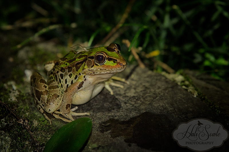 CostaRica_133.JPG - Large Leopard Frog in the pond of the Hotel Bougainvillea, we went out searching for Yellow Eyed Tree frogs again the night we returned to the hotel despite the long day of travelling and came across this big guy who wasn't very excited about our presence in his pond.  He sat still for about 2 pictures before jumping back into the water.