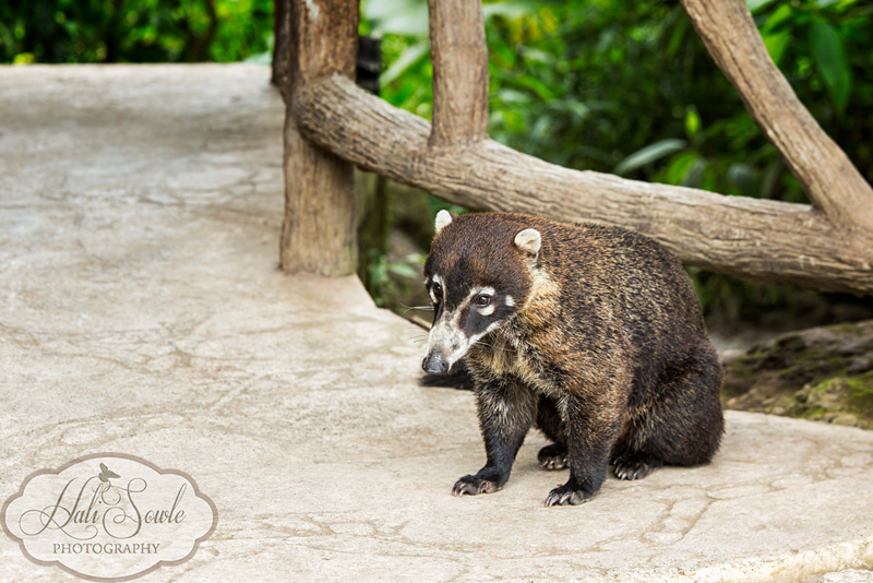CostaRica_137.JPG - This Coati was waiting at the bottom of the waterfall walk, he frequently got handouts not only from the tourists but also the people that worked there.  Interestingly the raccoons that were there for the hand outs were quite wary of the Coati and kept their distance.