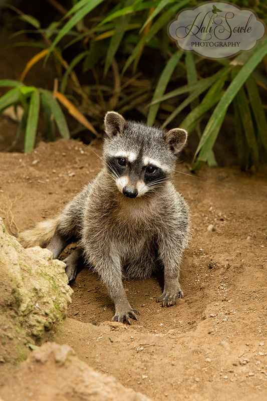 CostaRica_138.JPG - This young raccoon was just begging for a handout at the bottom of the waterfall trail at La Paz Waterfall Garden.  Unfortunately he got one, (not from me) making him more habituated and less able to survive on his own.