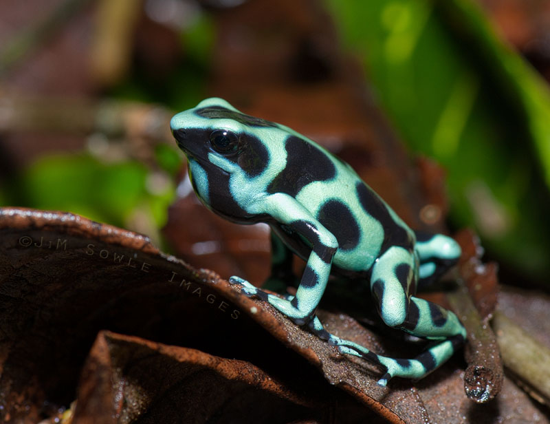 CostaRica_14.JPG - These Green and Black Poison Dart Frogs were just everywhere at Selva Verde.  They were not very timid at all.  If their favorite flies were out, they would hop right on you to catch them.