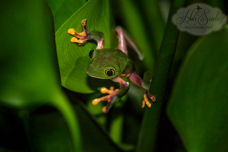 CostaRica_145.JPG - My last picture from Costa Rica, we went out one last time the last night we spent at Hotel Bougainvillea before we had to pack our gear up and leave.  The frogs did not disappoint and I was able to get one last shot of this male Yellow eyed tree frog before packing it all in.