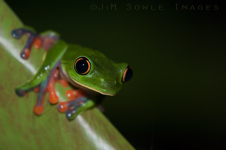 CostaRica_146.JPG - Funny story about this shot... Hali and I were out after dinner one night hunting these endangered Yellow-eyed Leaf Frogs. We're looking down and one lands on her shoulder. I'm amazed she didn't fall in the water! Anyway, the strand of hair you see on this frog came from Hali's shoulder. I'm not sure whose heart was beating faster -- Hali's or the frog's.