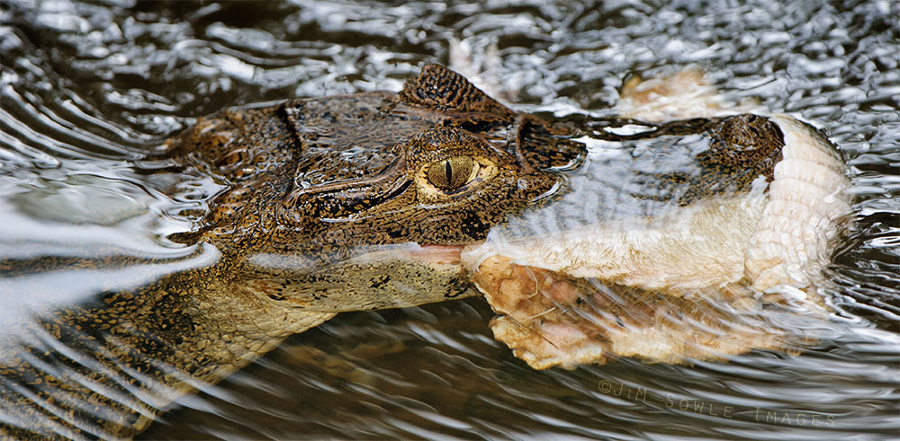 CostaRica_16.JPG - A cute little Caiman (5 or 6 feet in length), sitting in the river and tenderizing some Armadillo meat.  Yum!