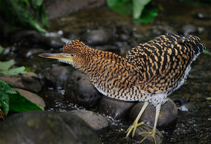 CostaRica_17.JPG - I think this is a jouvenile Rufescent Tiger-Heron, about 10 feet away from the Caiman but over a small waterfall (at Selva Verde Lodge).