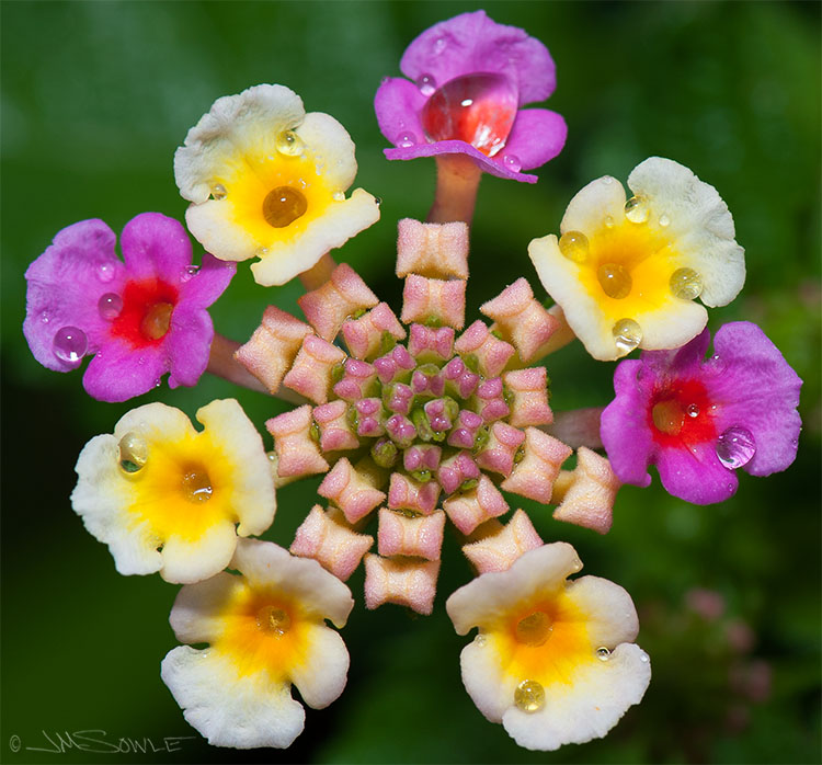 CostaRica_2.JPG - One of the many beautiful flowers to be found here.
