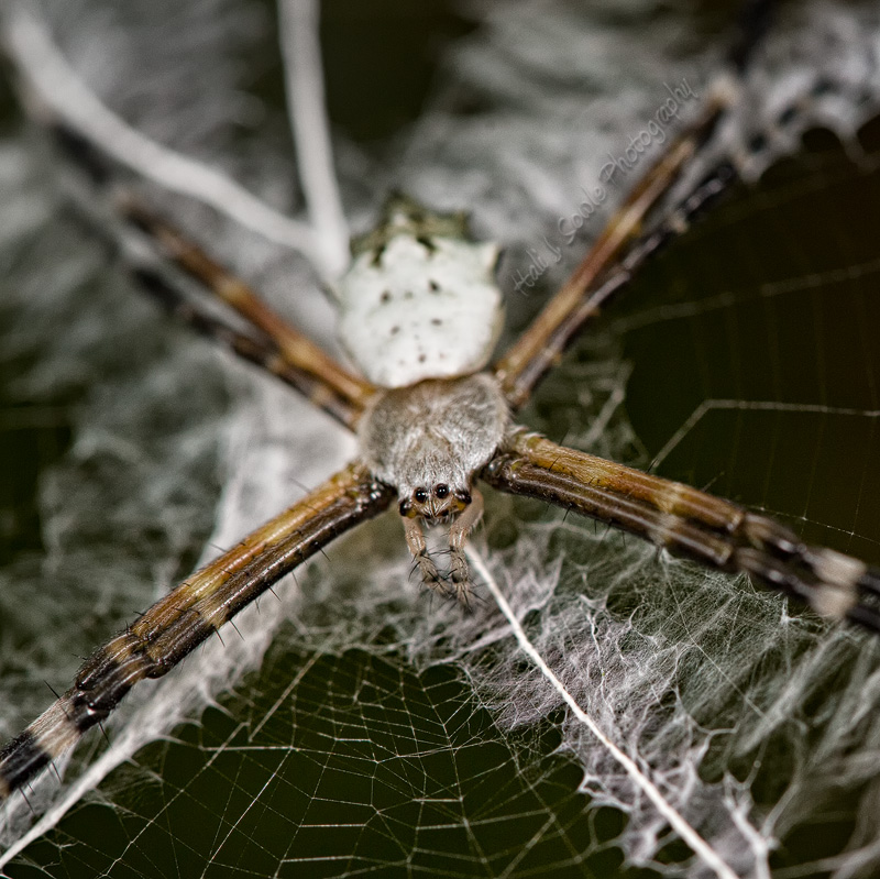 CostaRica_21.JPG - Argiope spiders are a type of orb weaver.  These spiders are found even in the middle of the day in the center of their webs, head down, legs paired up.  Argiope's add a stabilimentum to their webs which are silk structures that sometimes appear to be decorations but their true functions are unknown.  They can be very conspicuous and change as the spider ages going from large and dense to a sparser one as they get older.