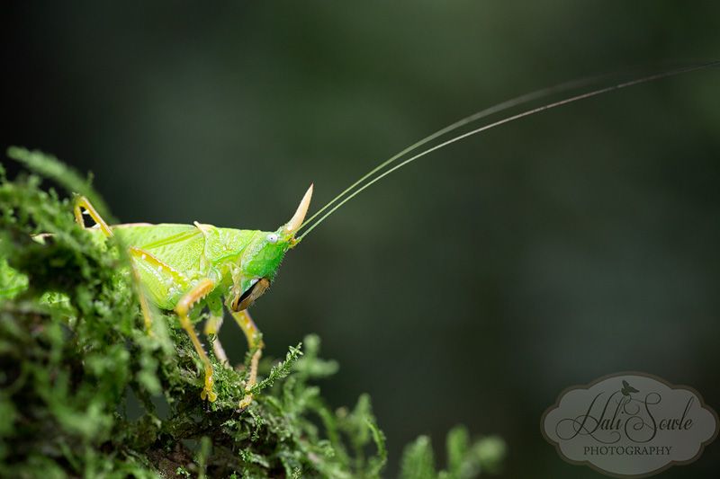 CostaRica_24.JPG - A Unicorn Katydid.  Stranger than fiction!  What next, a Rhinoceros Beetle?  Just you wait...
